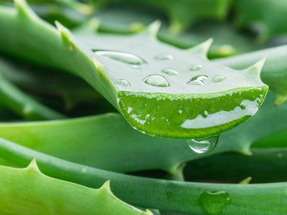 Aloe Vera plant