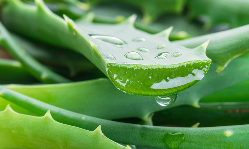 How to read an INCI List image