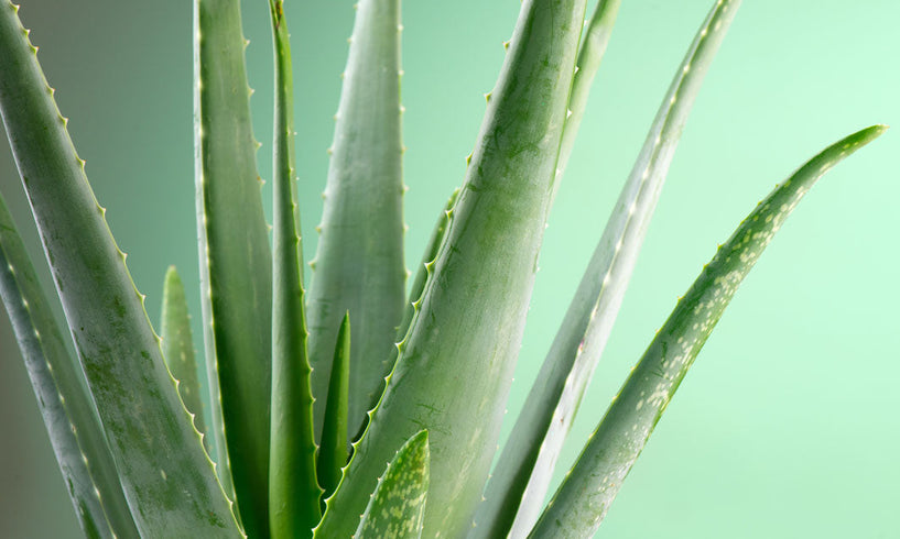 Discover the benefits of Aloe Vera for skin and hair image