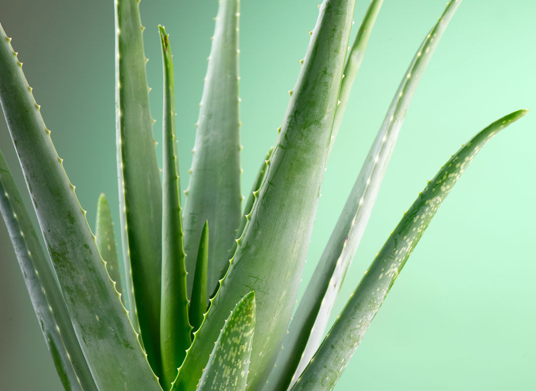 can aloe vera be used as lube Wet Naturally 95% Organic Aloe Water-Based Lubricant  Condomania.com