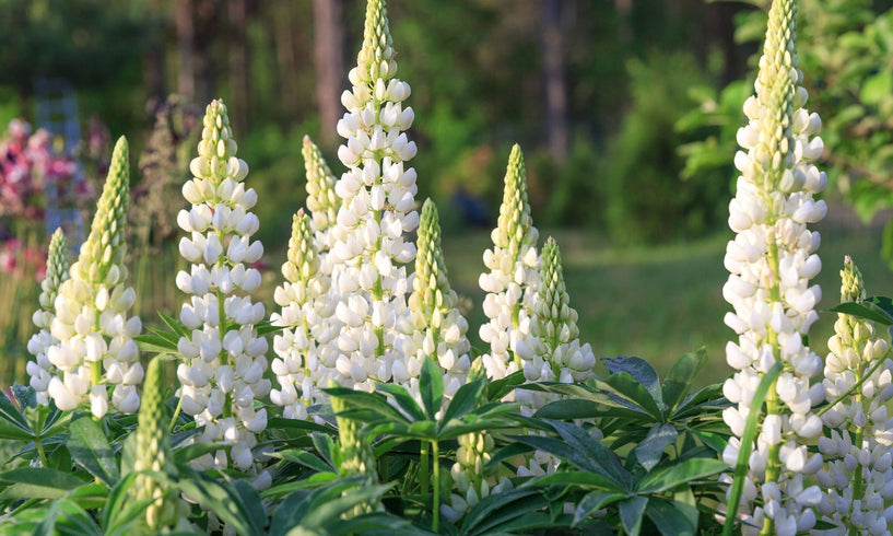 Meet CO₂LLAGENEER® Bio: for naturally firmer-looking skin image