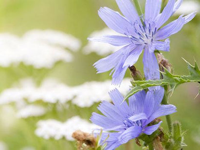 limonene, linalool, geraniol in essential oils