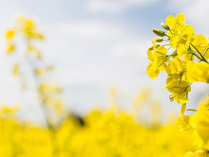 Green People Corn Sugar Gum
