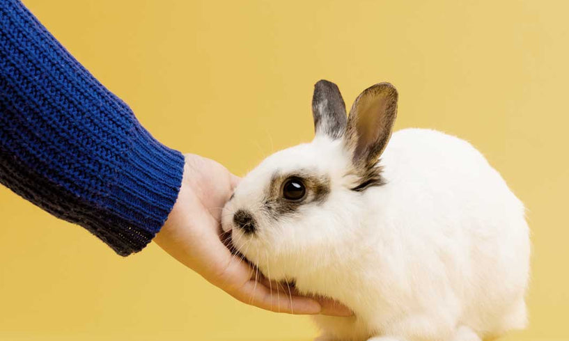 Are any of your products tested on animals? image