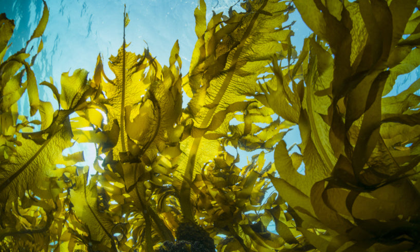 The benefits of seaweed skin care products image