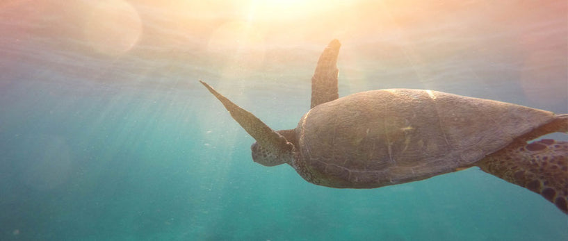 ¿Buscas un protector solar biodegradable? image