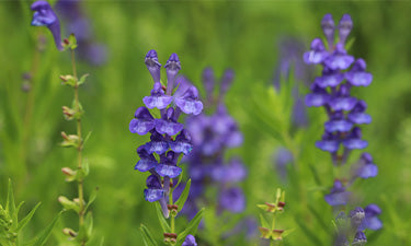 Baicalin Skin Care image