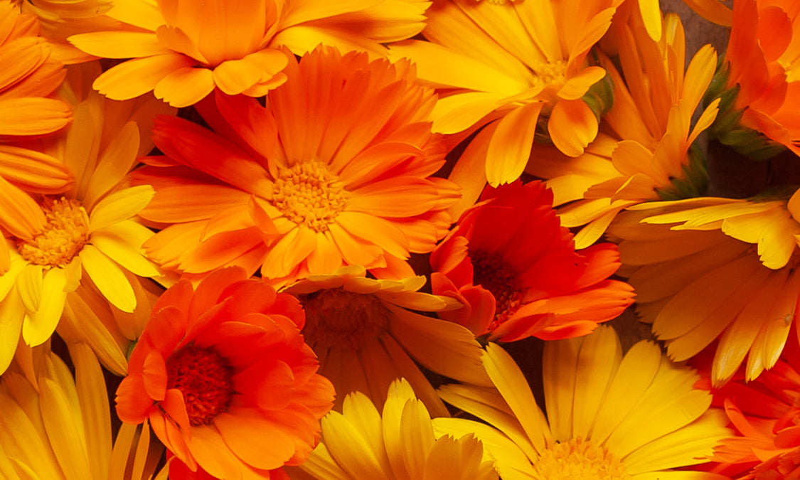 Calendula skin image