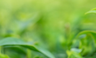 Green Tea beauty products image