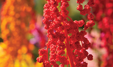 Natural and organic beauty image